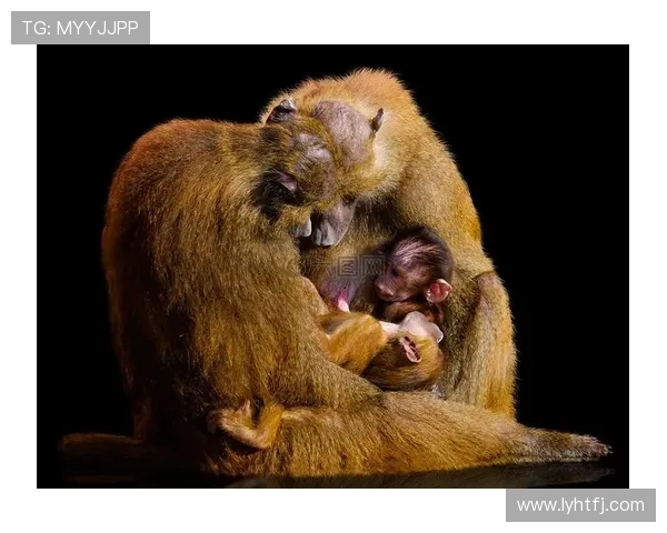 猴子与足球明星的奇妙联系揭示了运动与动物世界的趣味交融 猴子与足球明星的奇妙联系揭示了运动与动物世界的趣味交融